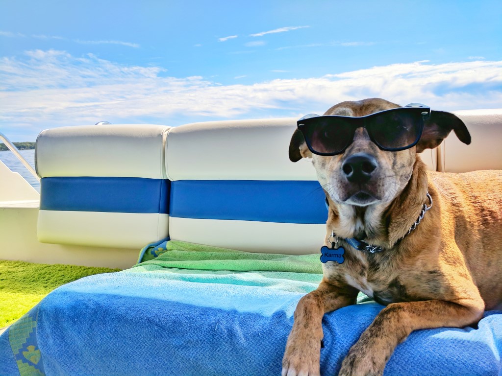 Le transport du chien en bateau