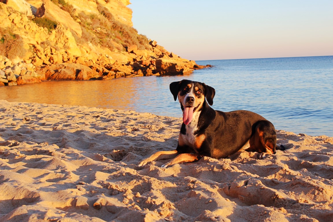 Visiter le sud du Portugal avec son chien