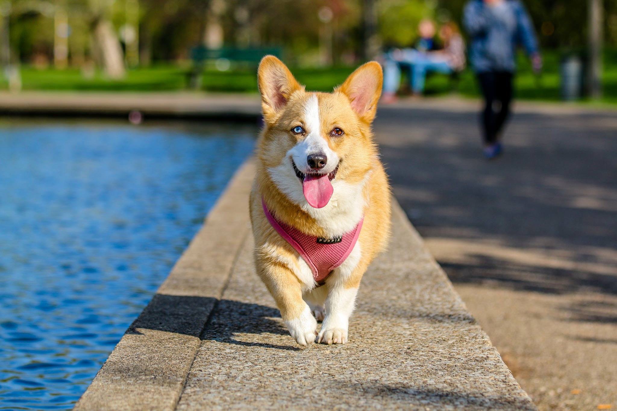 Voyager hors de l'Union Européenne avec son chien