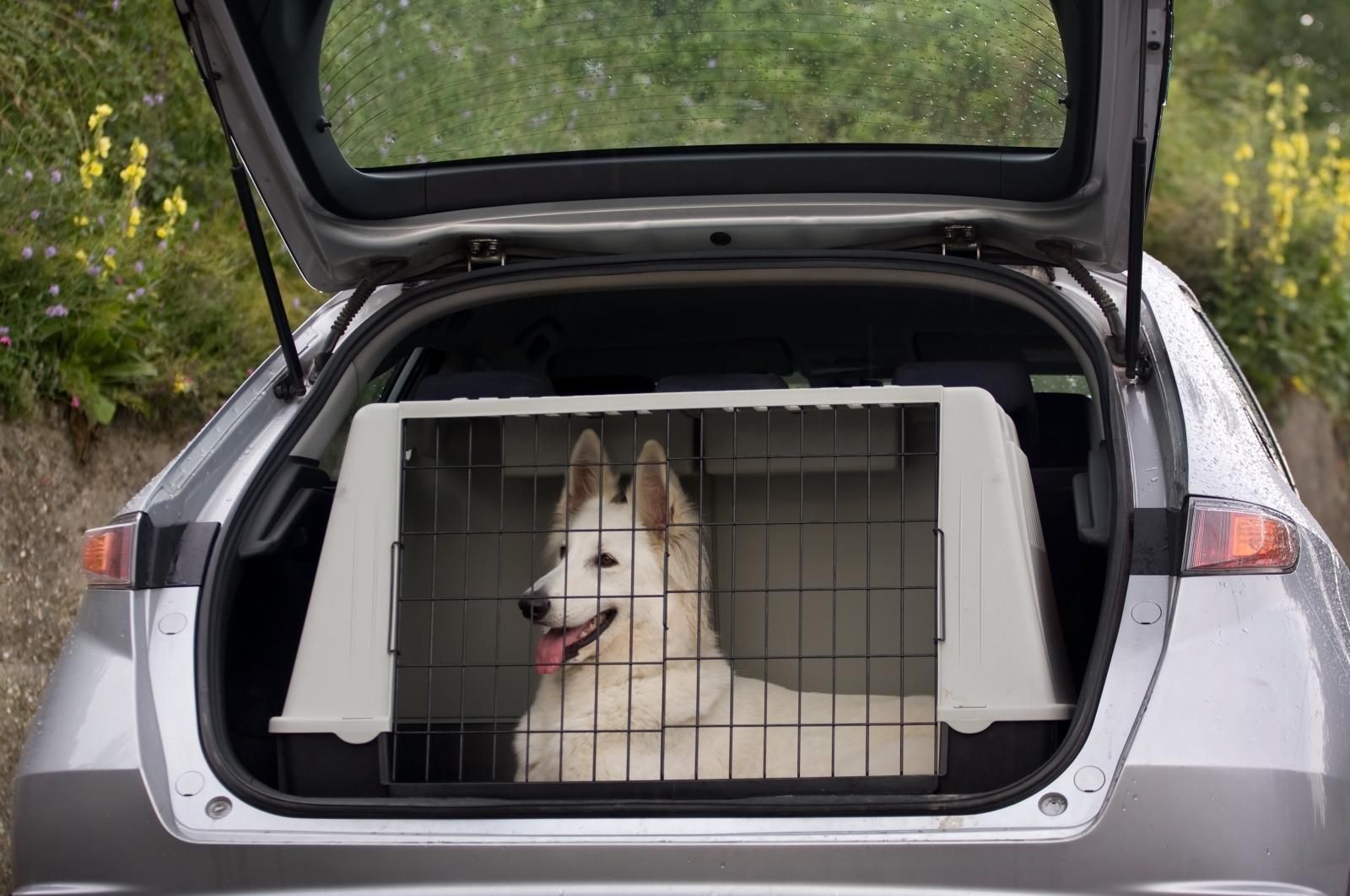 La cage de transport pour chiens