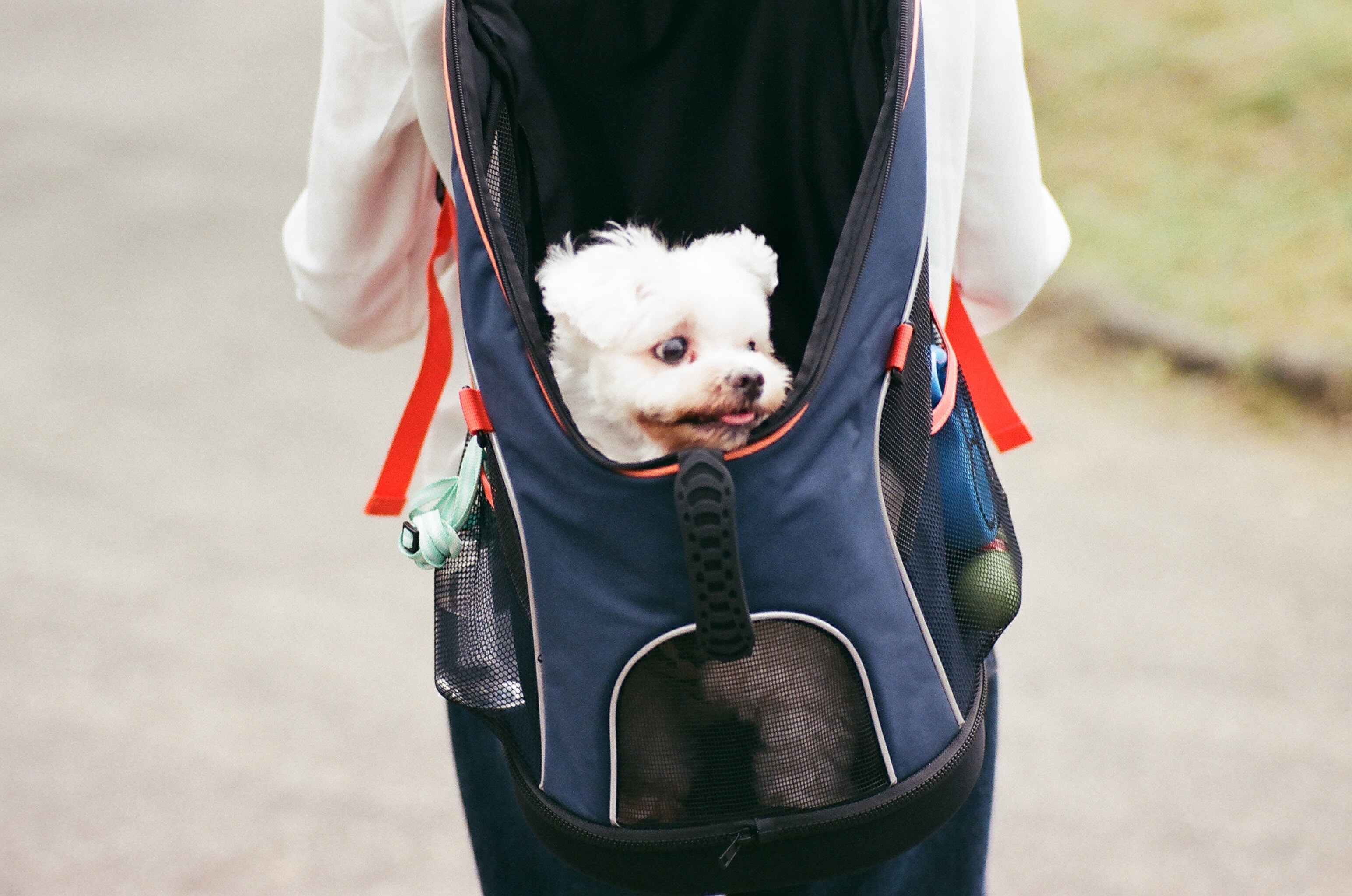 Sac de transport : le sac à dos pour chiens