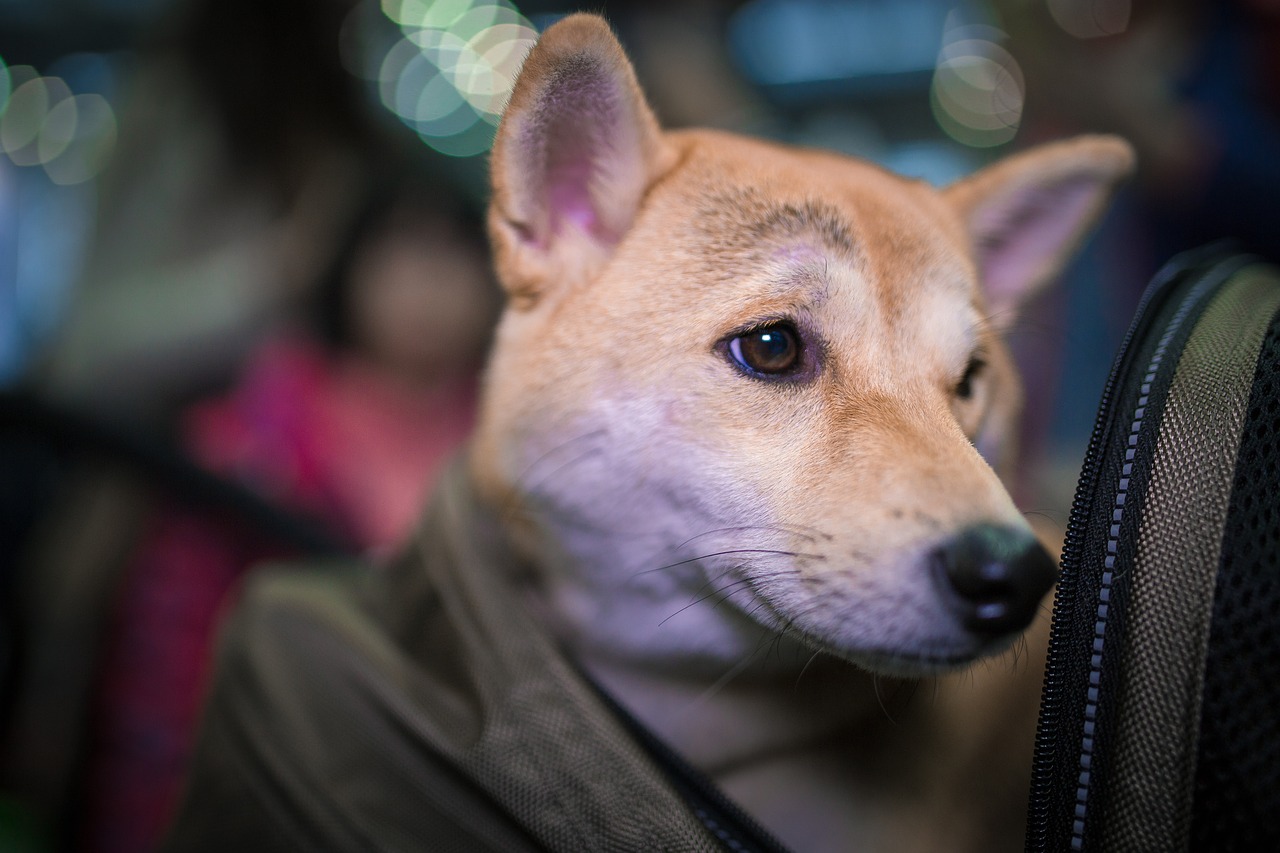 Sac de transport pour chiens : le sac bandoulière