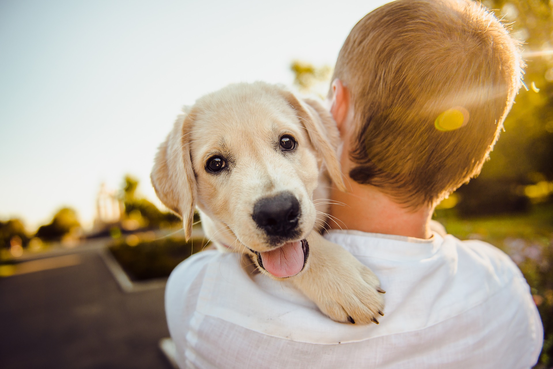 Voyager dans l'Union Européenne avec son chien