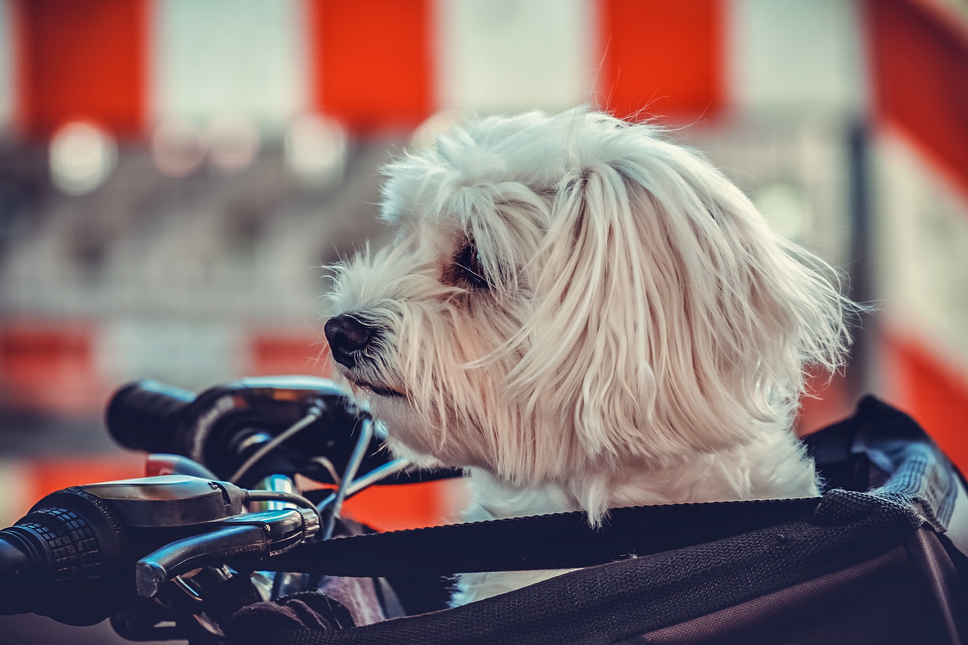 Le transport du chien à vélo