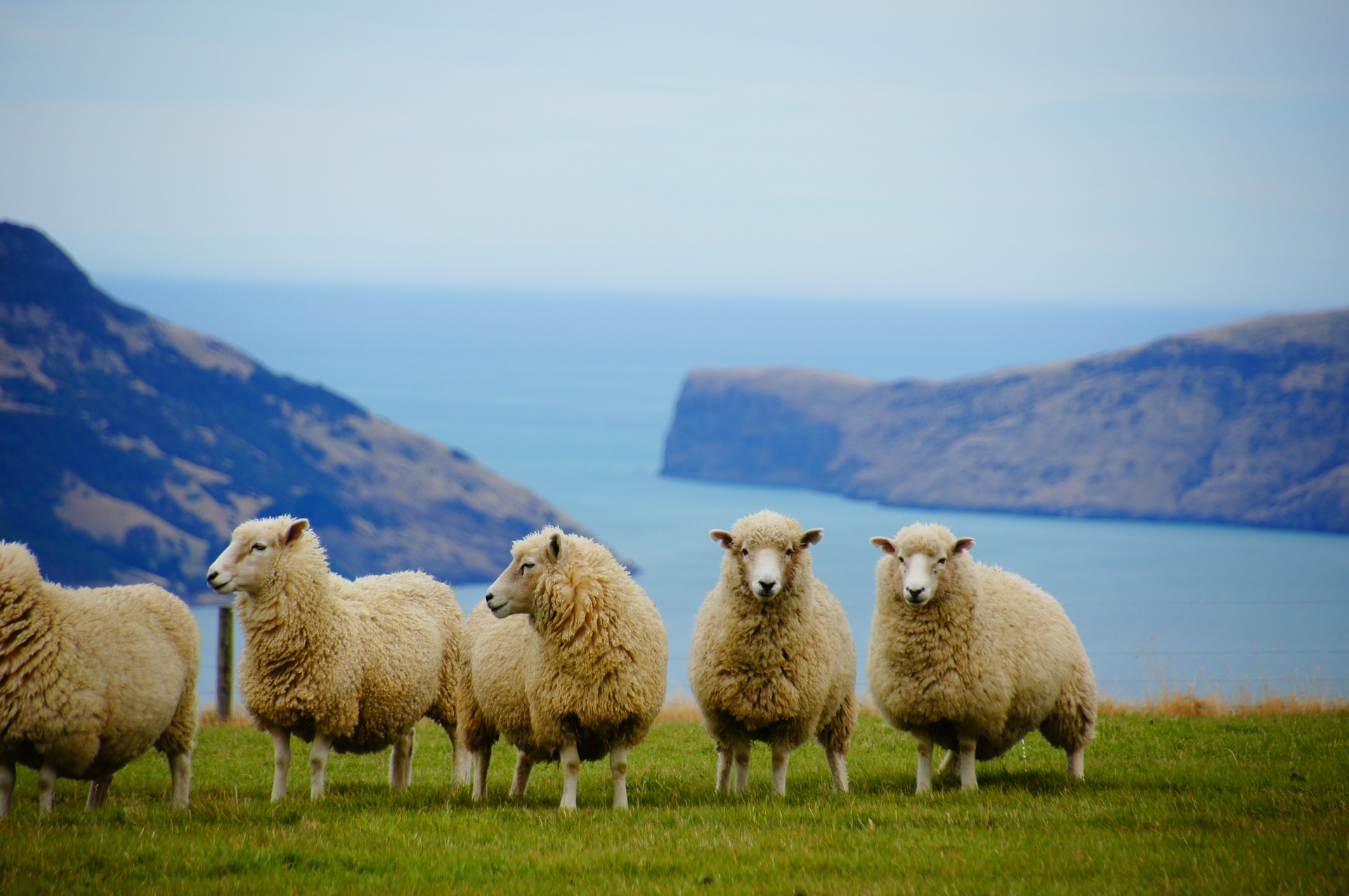 Partir en Nouvelle-Zélande avec son chien
