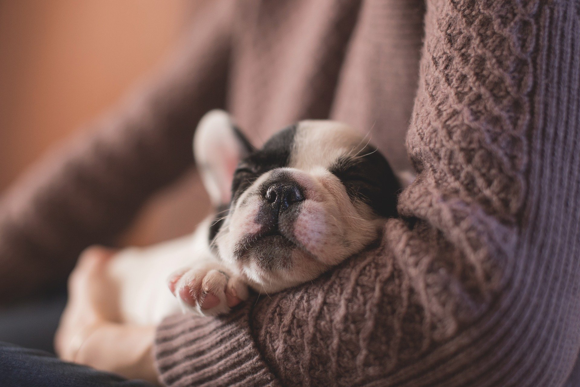 Calmer votre chien avec la médecine douce