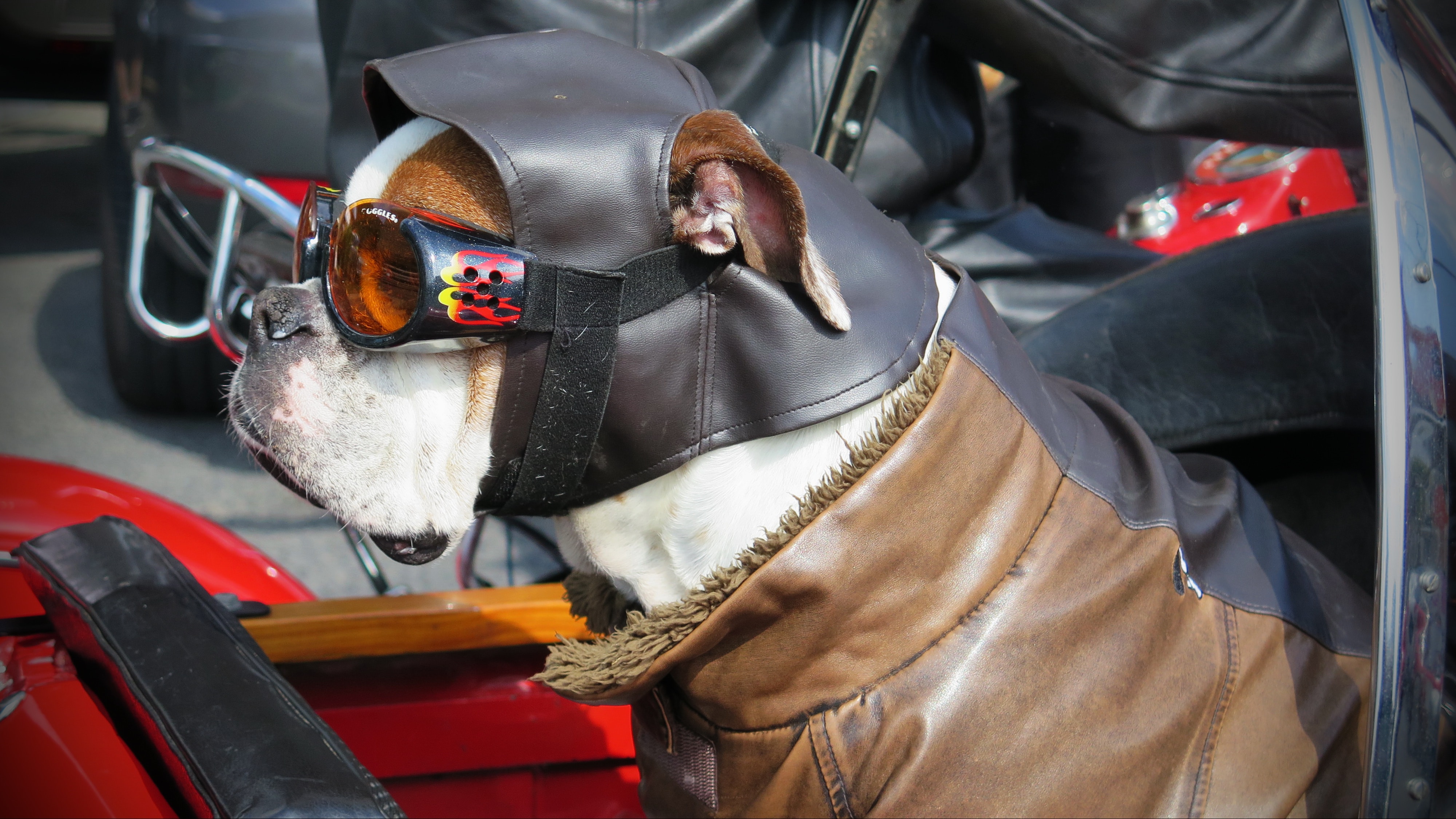 Le transport du chien en moto ou en scooter