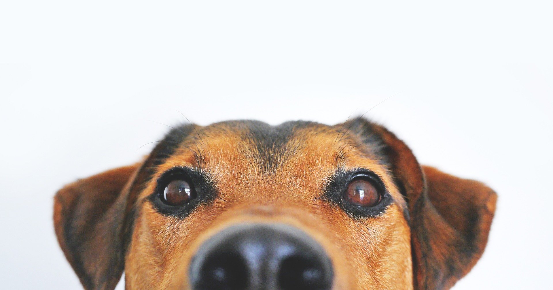 Les Médicaments pour les chiens anxieux
