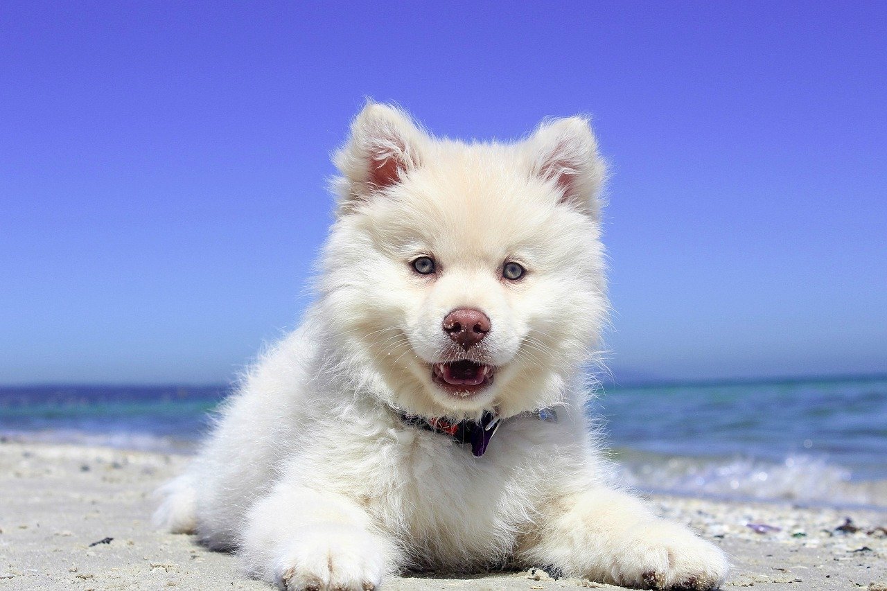 Voyager avec un chiot