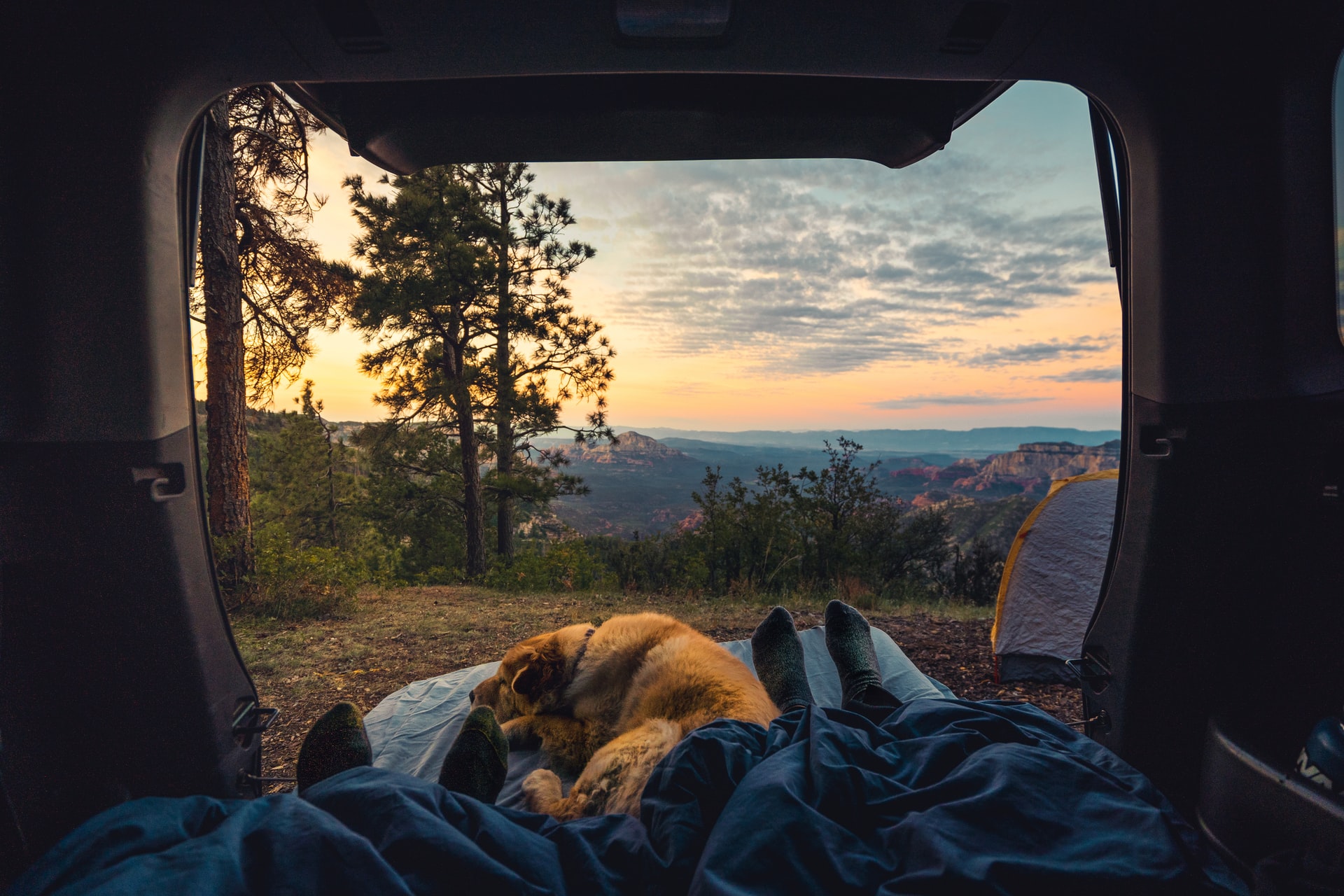 Vacances avec son chien : votre animal en camping car