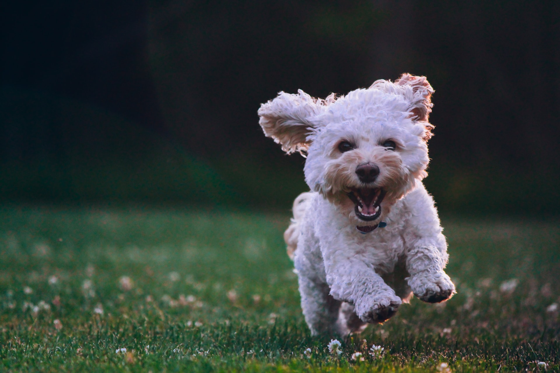 Assurance santé animale : la meilleure mutuelle pour chiens