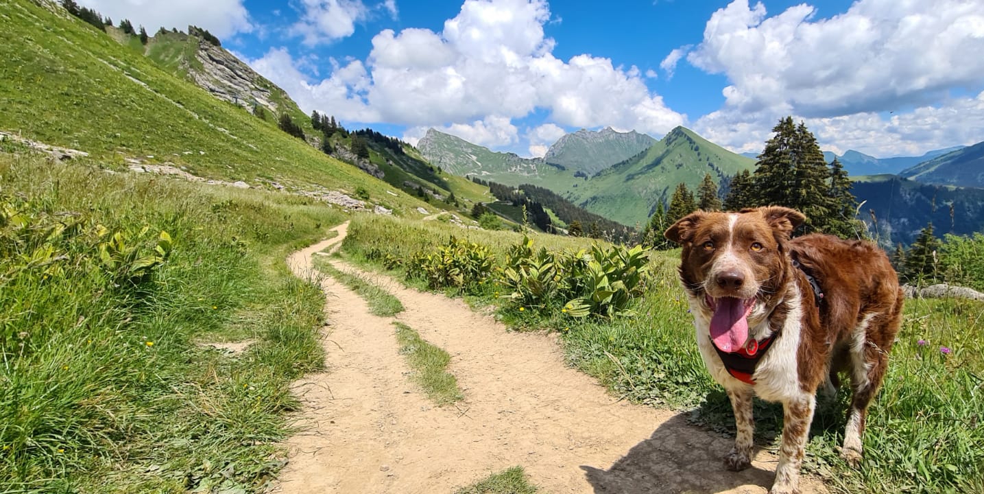 La Haute Savoie avec son chien