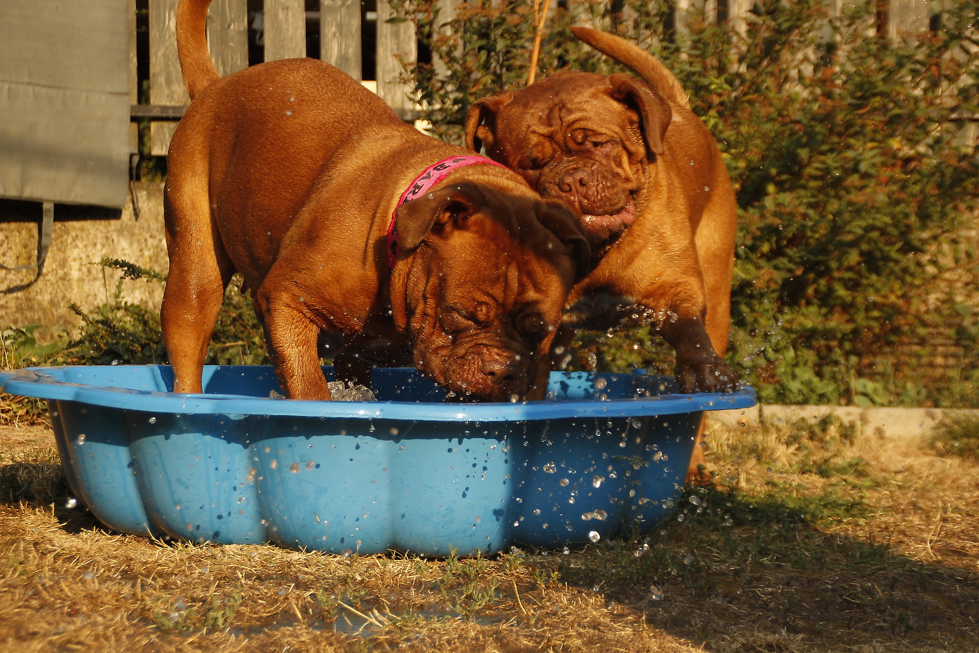 Prendre soin de son chien en été