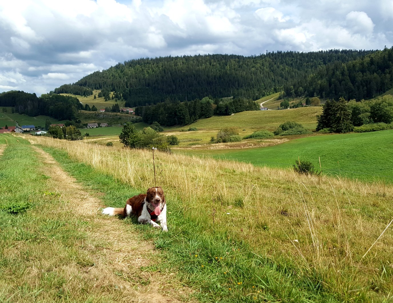 Le Jura avec son chien