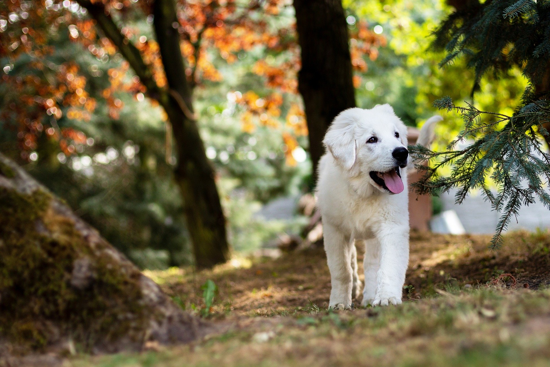 Randonner avec son chien en période de chasse