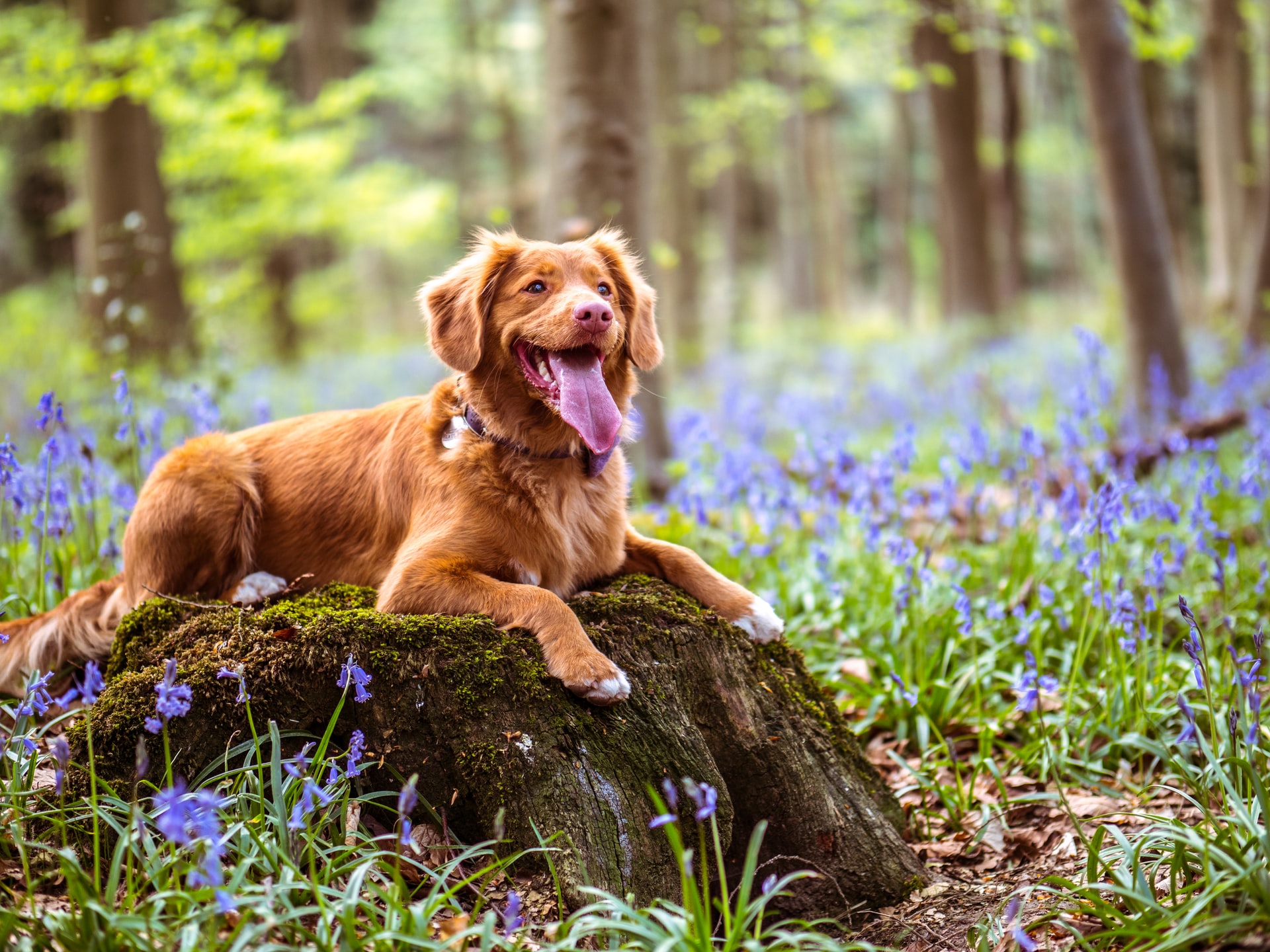 Traceurs GPS pour chiens