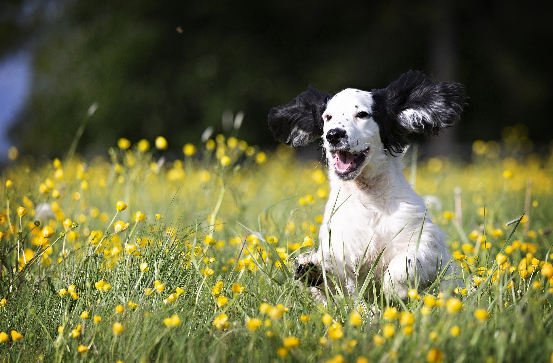 Comment rendre son chien heureux ?