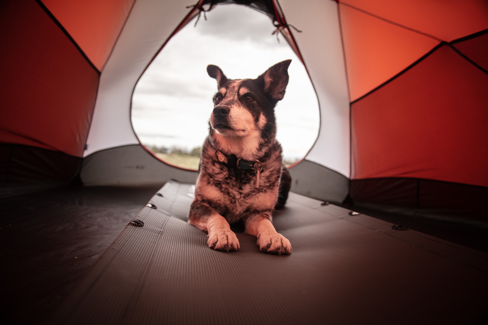 Campings chiens acceptés : top 10 des campings en France animaux bienvenus