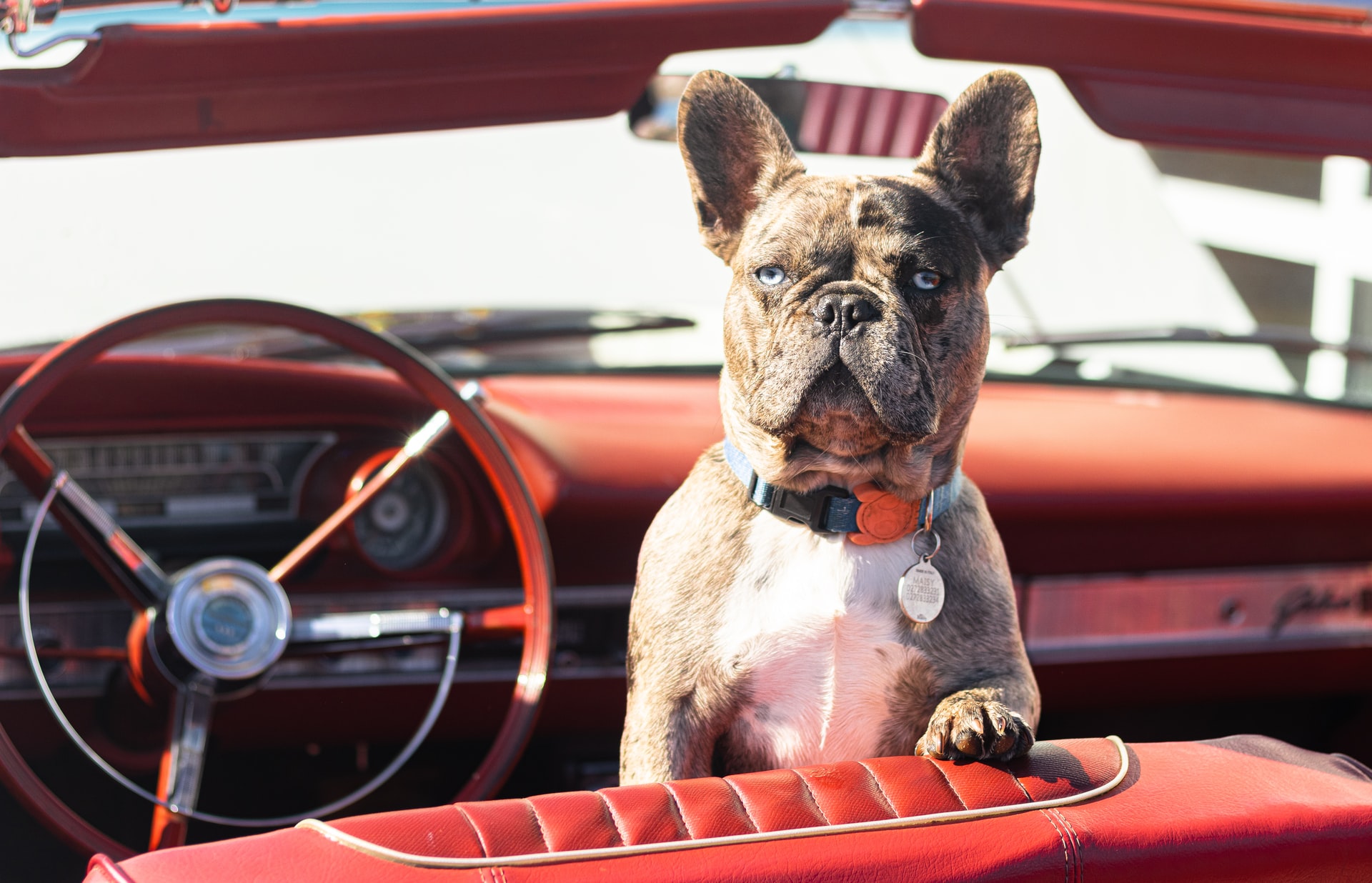 Guide des aires d'autoroute dog-friendly