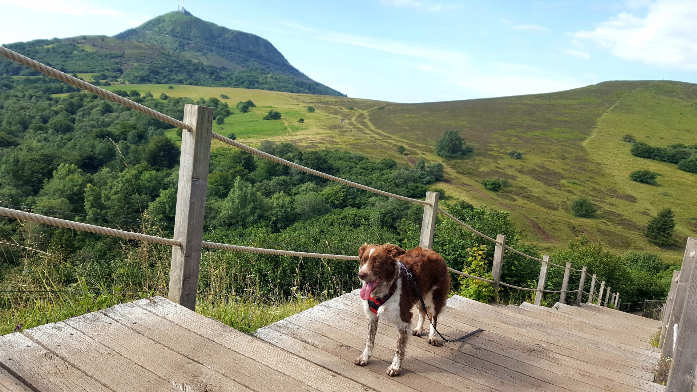 L'Auvergne avec son chien