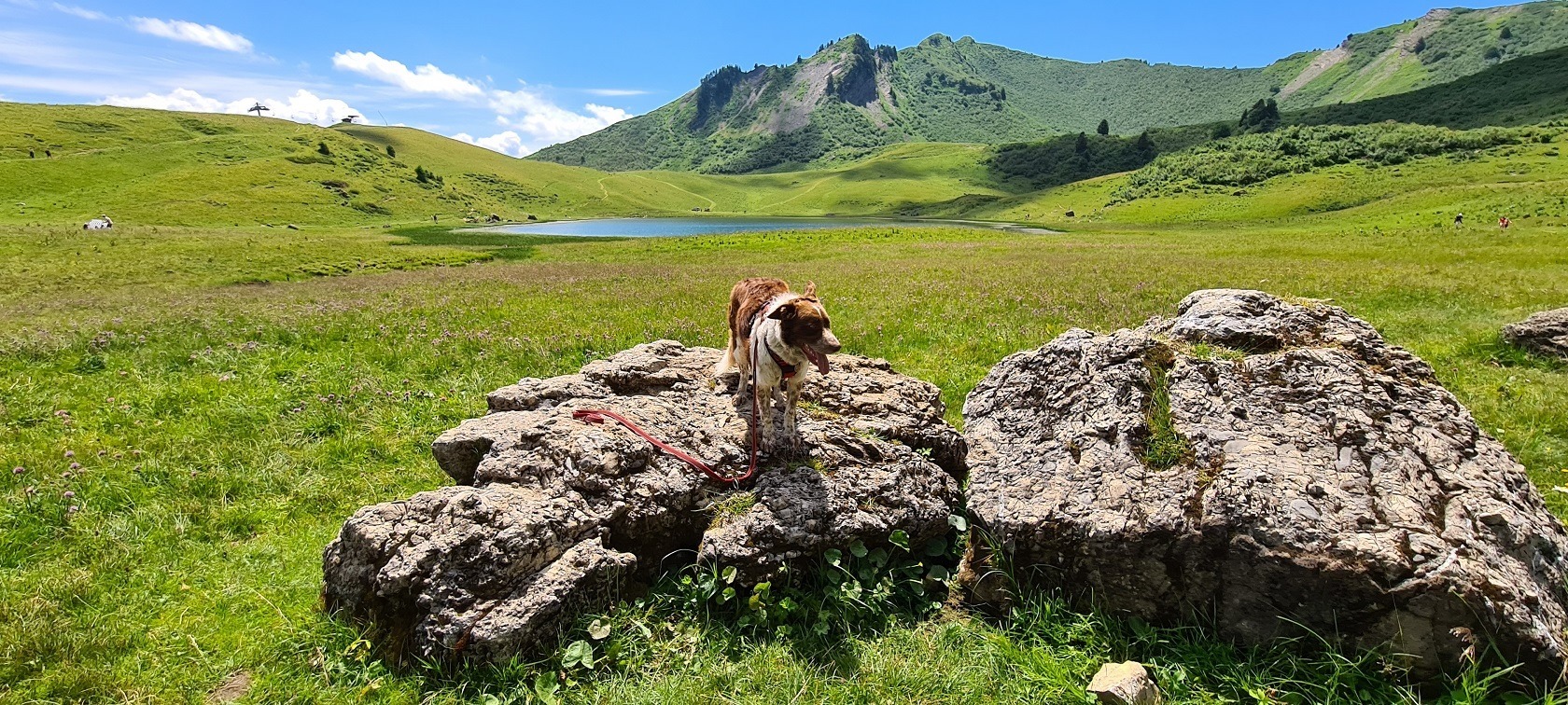 Randonner avec son chien dans les Alpes