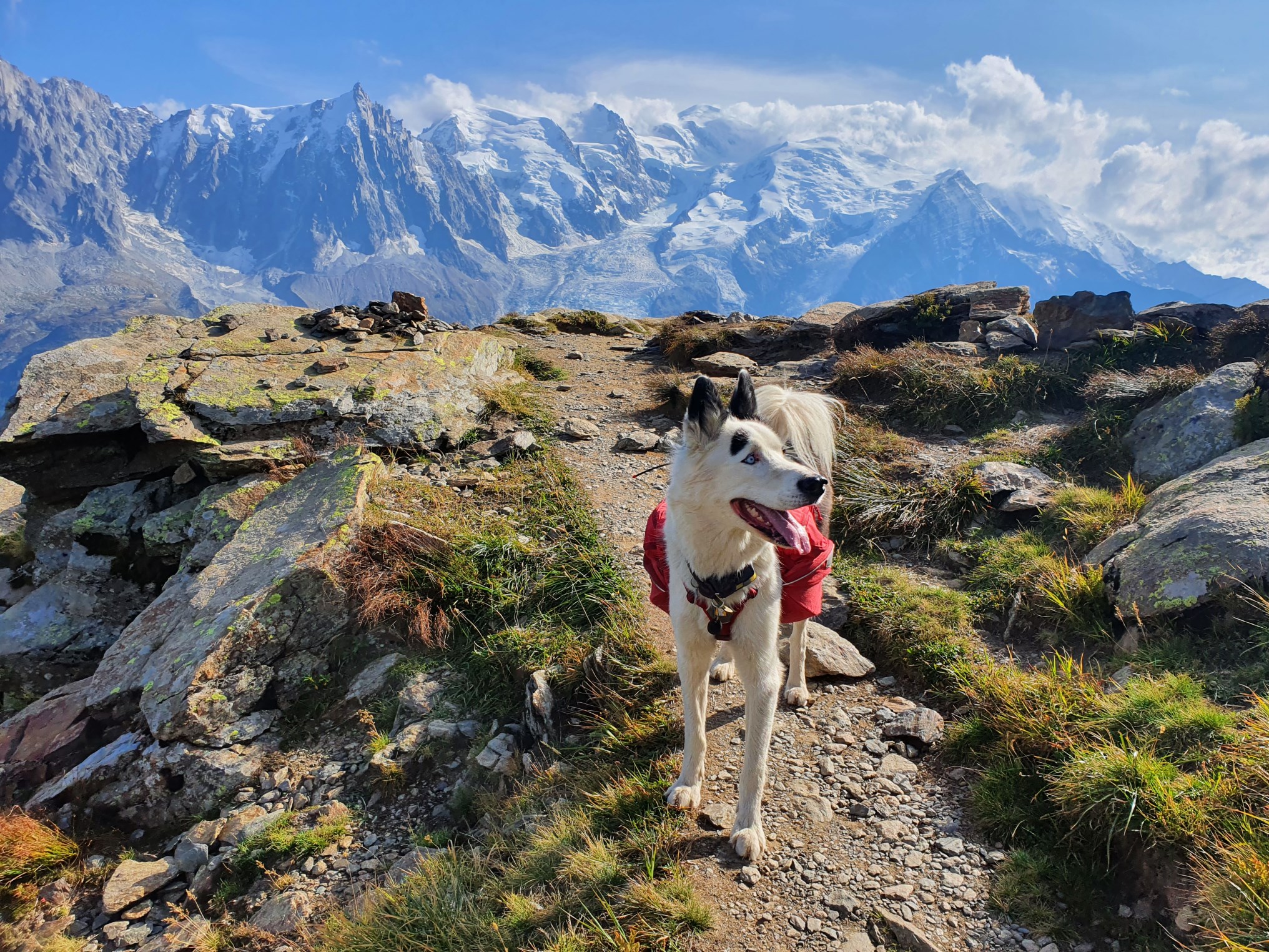 Le Tour du Mont Blanc avec son chien