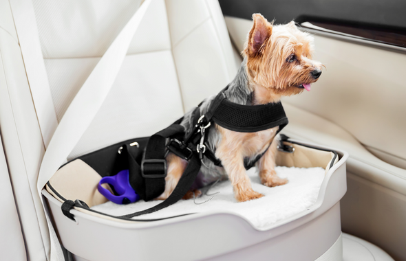 Le harnais de sécurité voiture pour chien