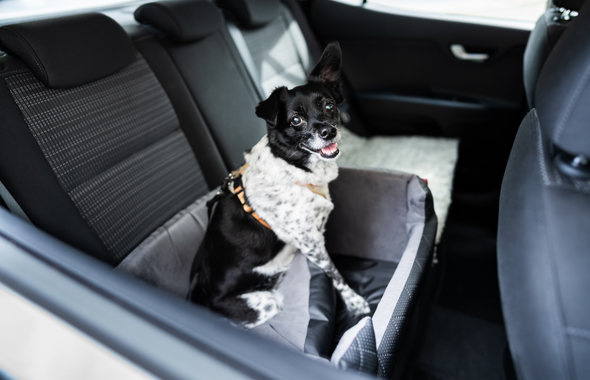 La laisse de sécurité voiture pour chiens