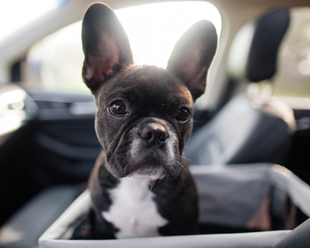 Le siège de voiture pour les petits chiens