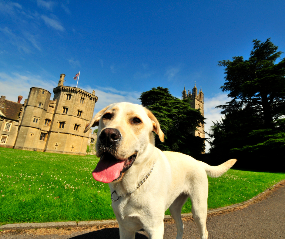 Les plus beaux châteaux d'Europe avec son chien
