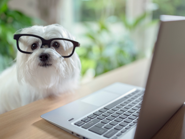 Vacances avec son chien à petit prix