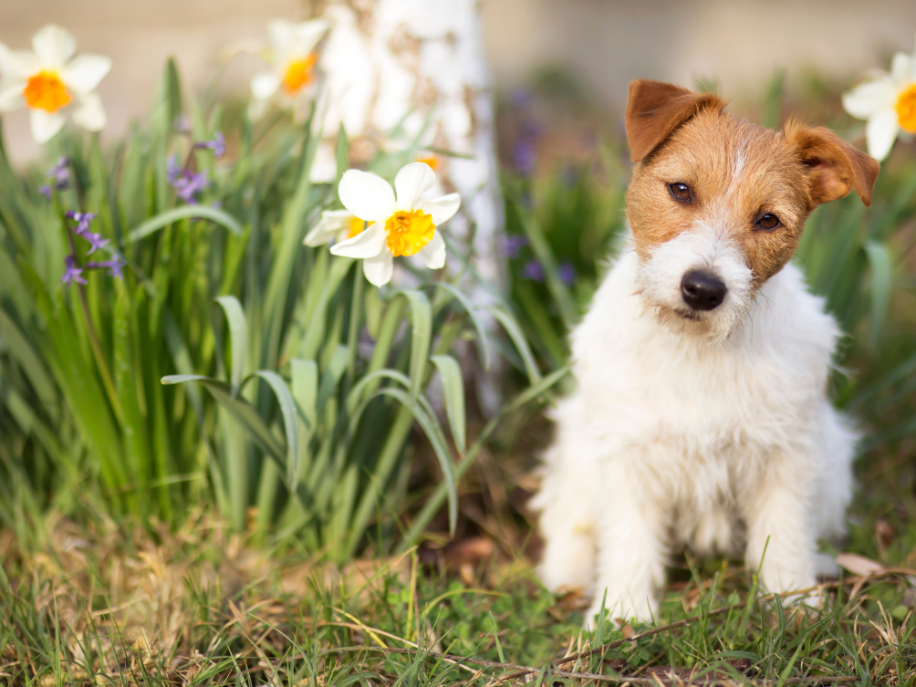 Les plus beaux jardins dog friendly en France