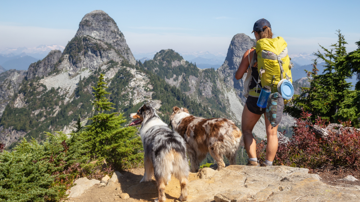 Vacances à la montagne en été avec son chien