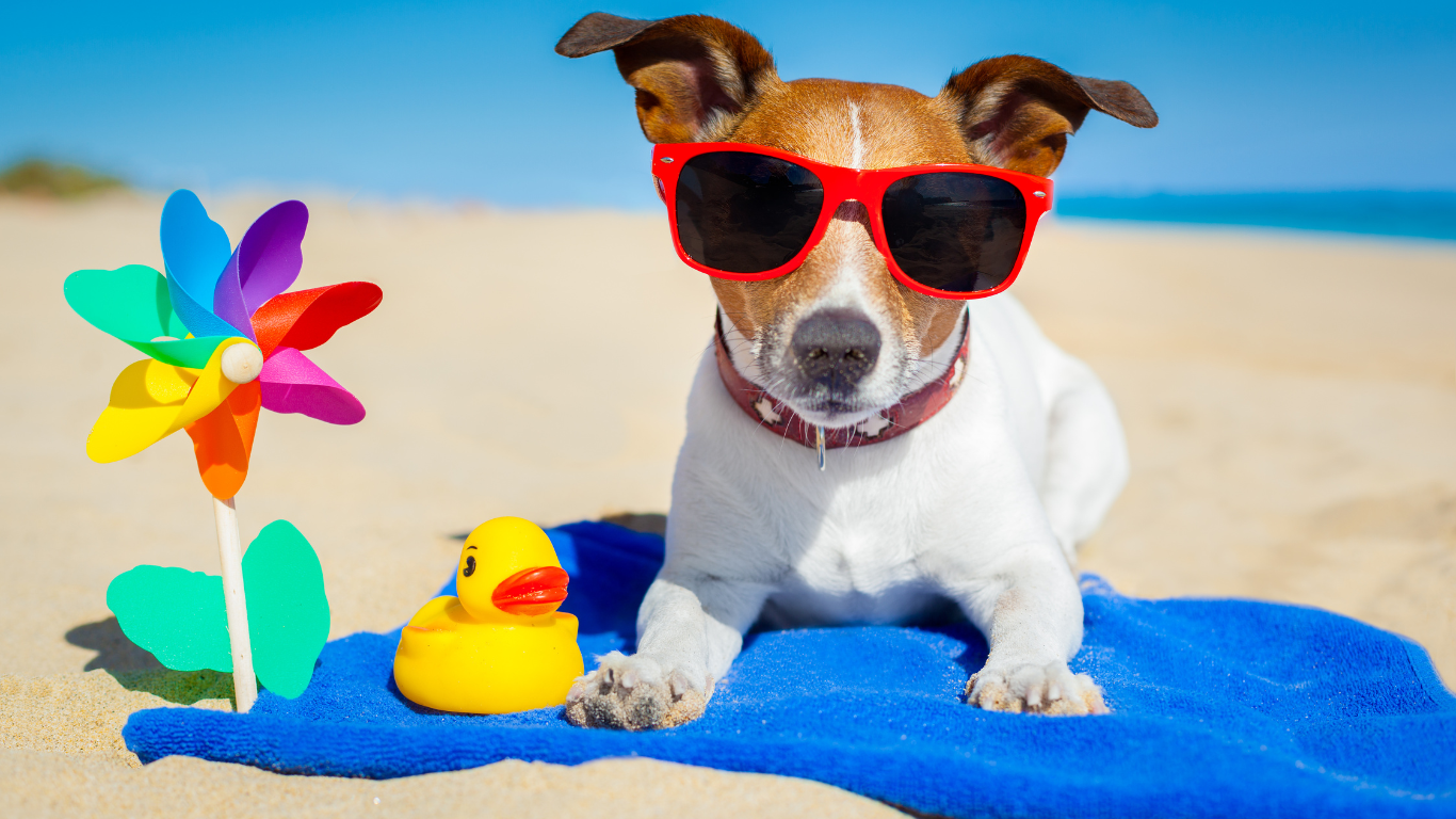 Plages accessibles aux chiens dans le Var