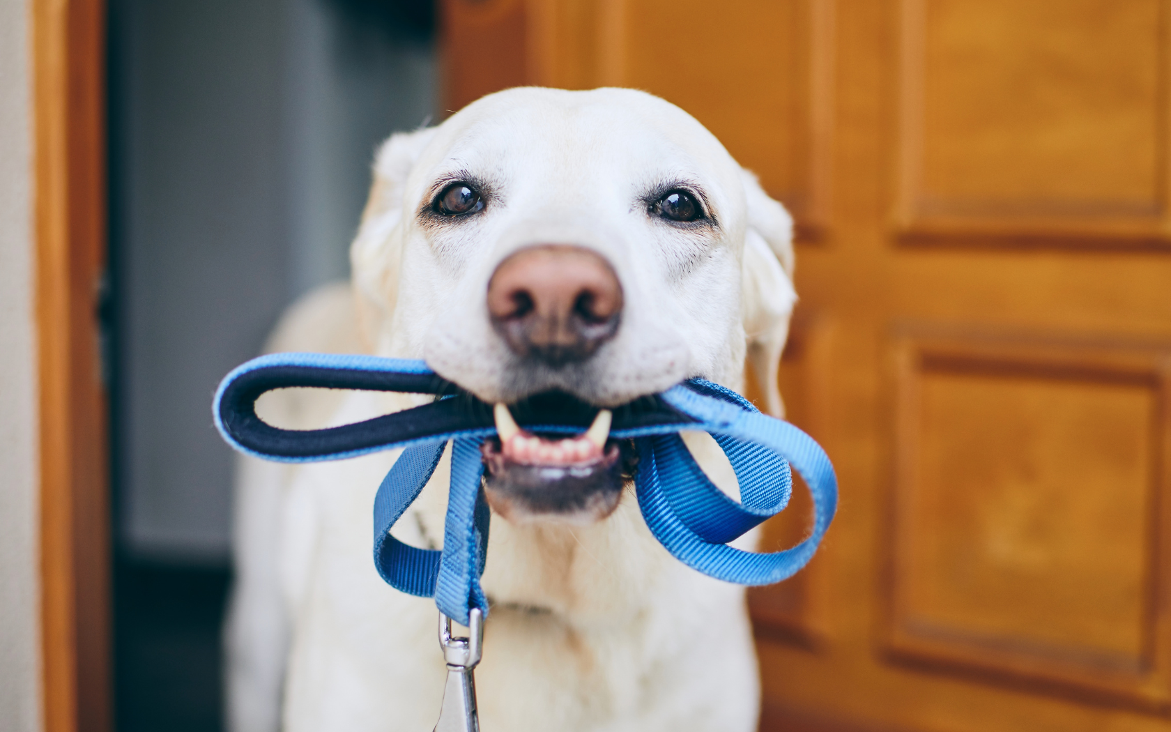 Où promener son chien en Ile de France ?