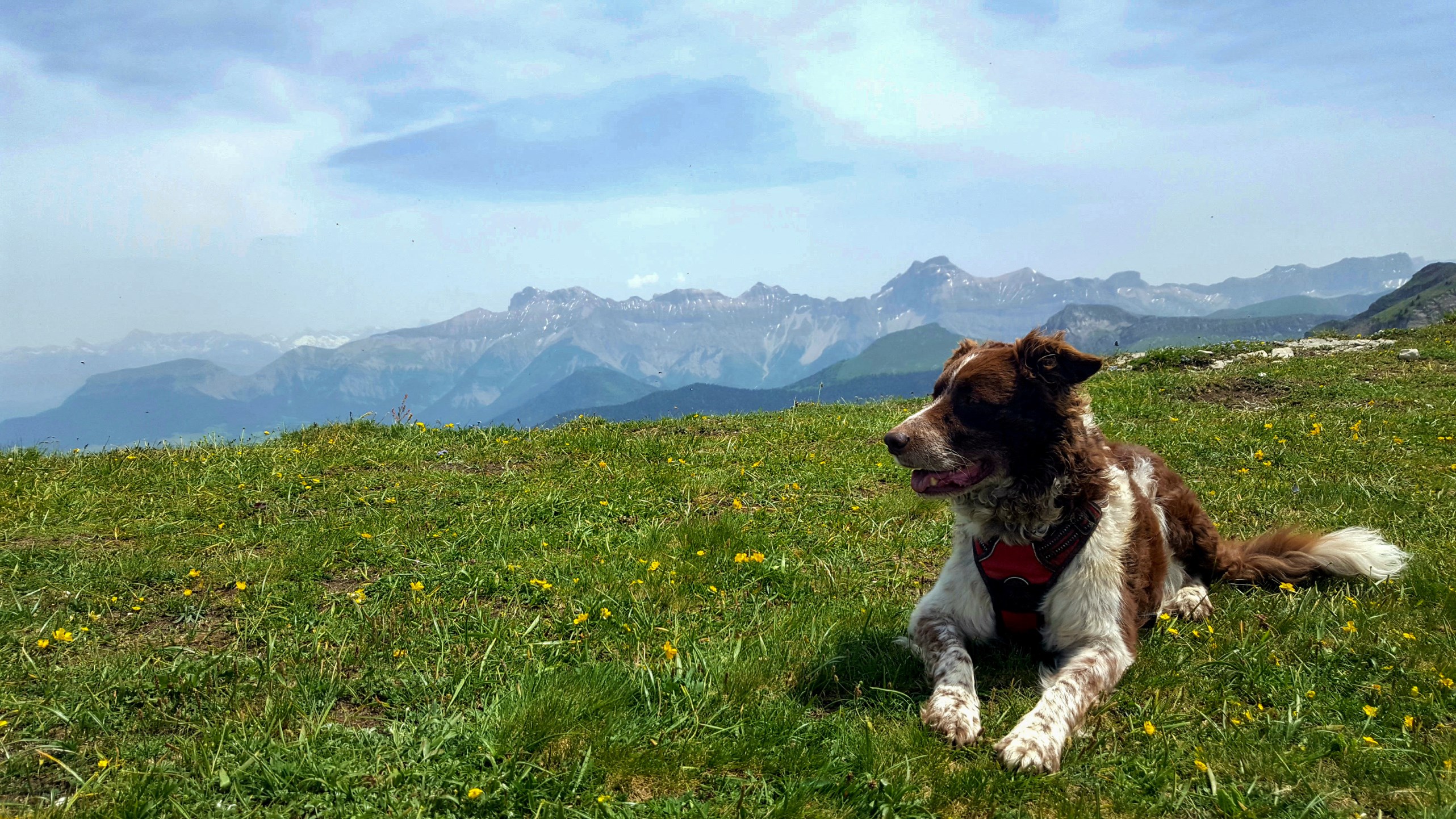 Randonnées avec son chien dans le Parc Naturel du Vercors