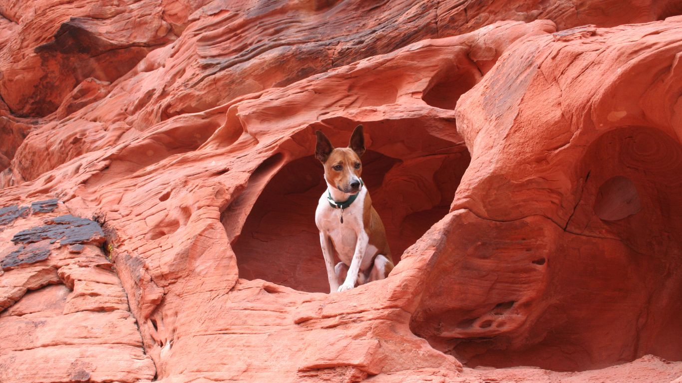 Visiter une grotte avec son chien