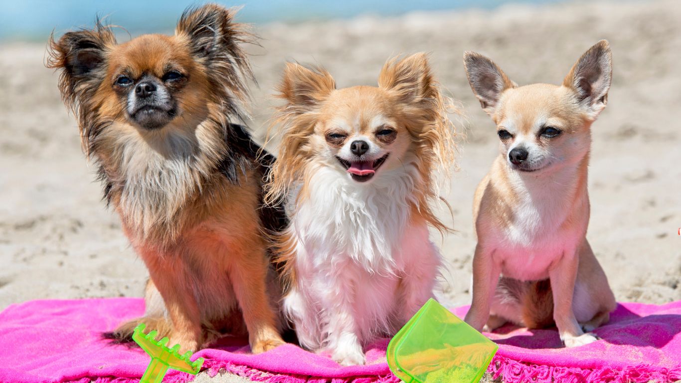 Plages accessibles aux chiens dans l'Hérault