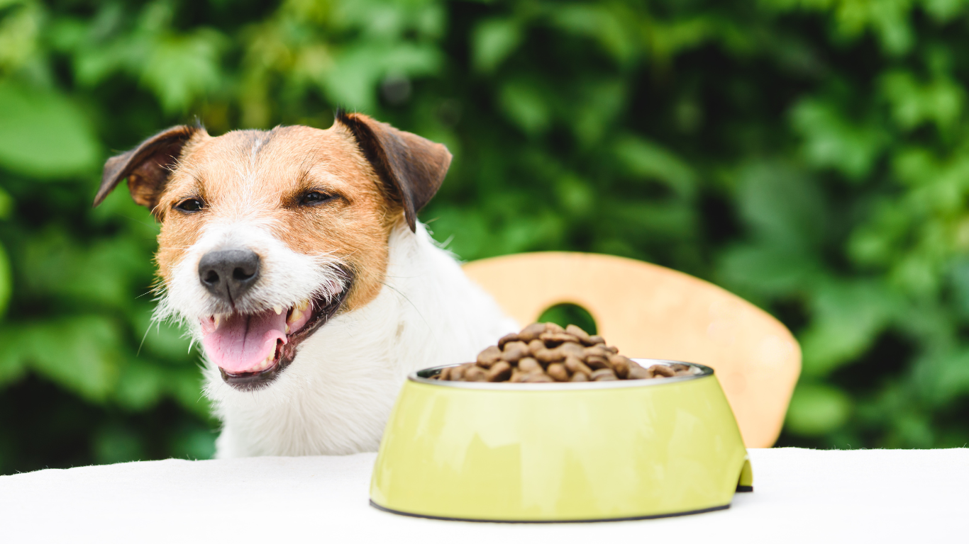 Comment choisir la bonne croquette pour son chien ?