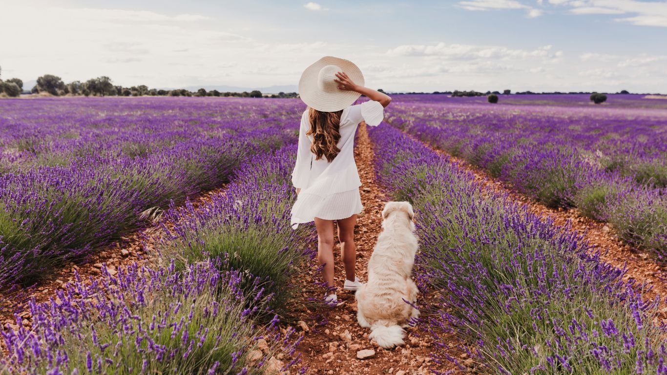 Visiter la Drôme avec son chien