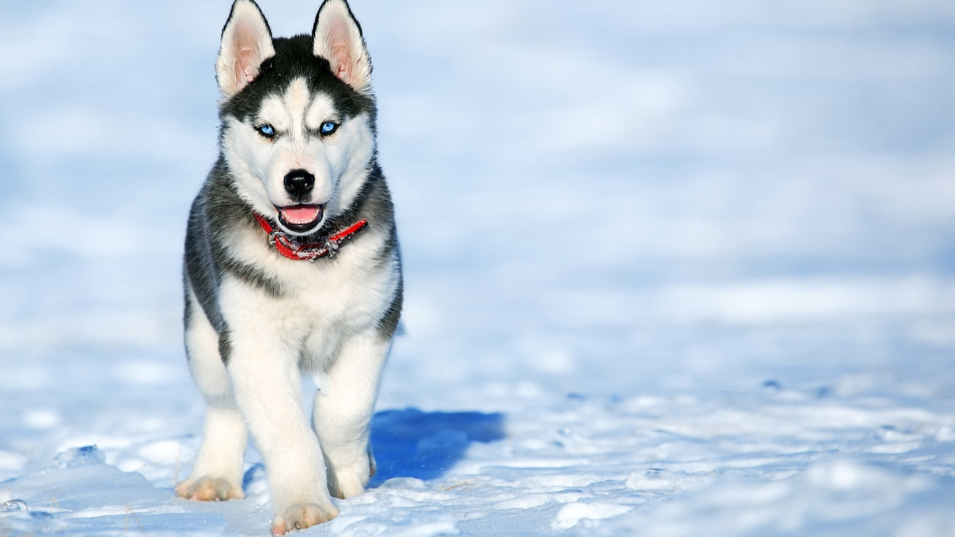 Vacances avec son chien à Méribel
