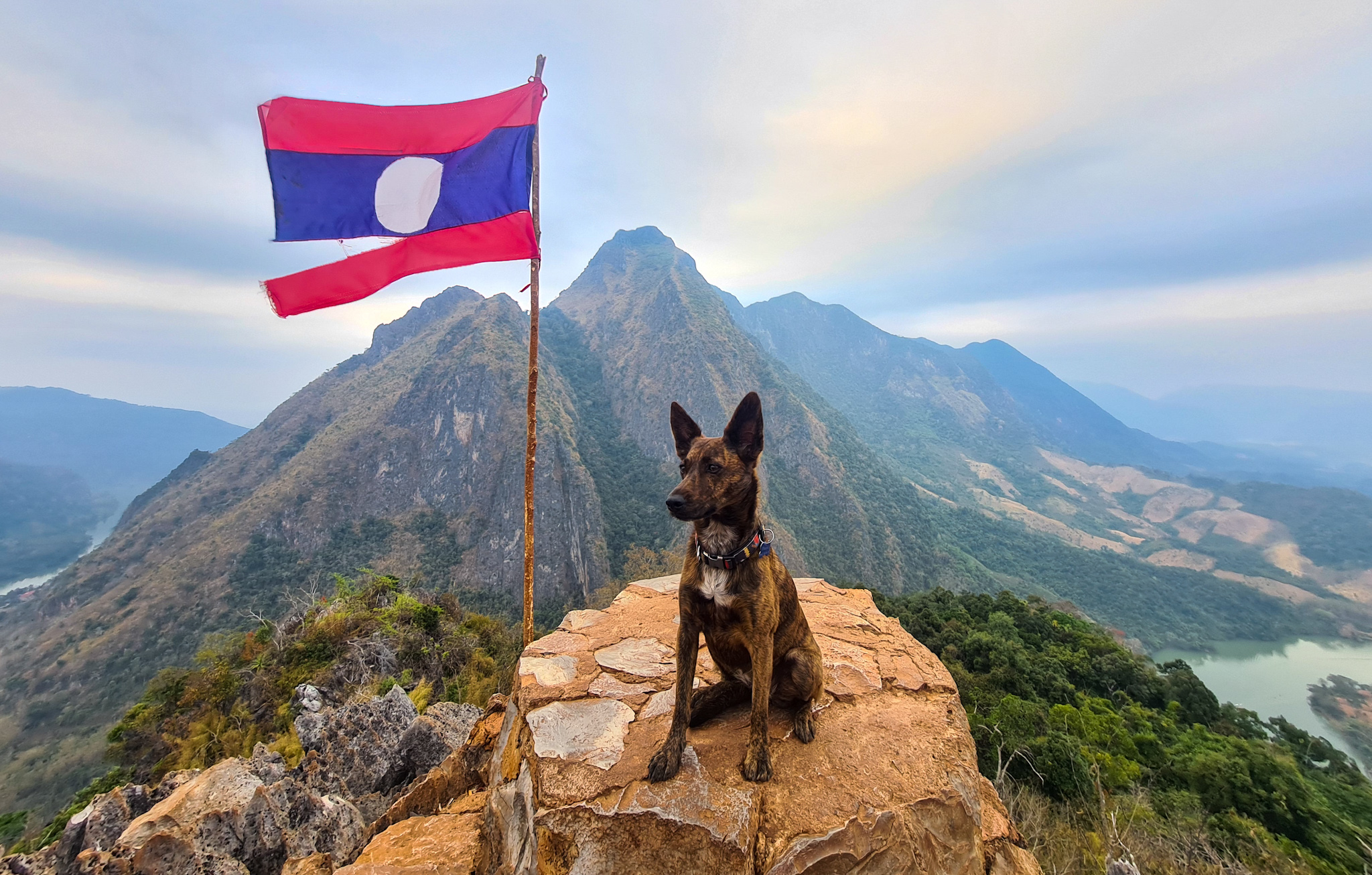 Voyager en Asie avec son chien