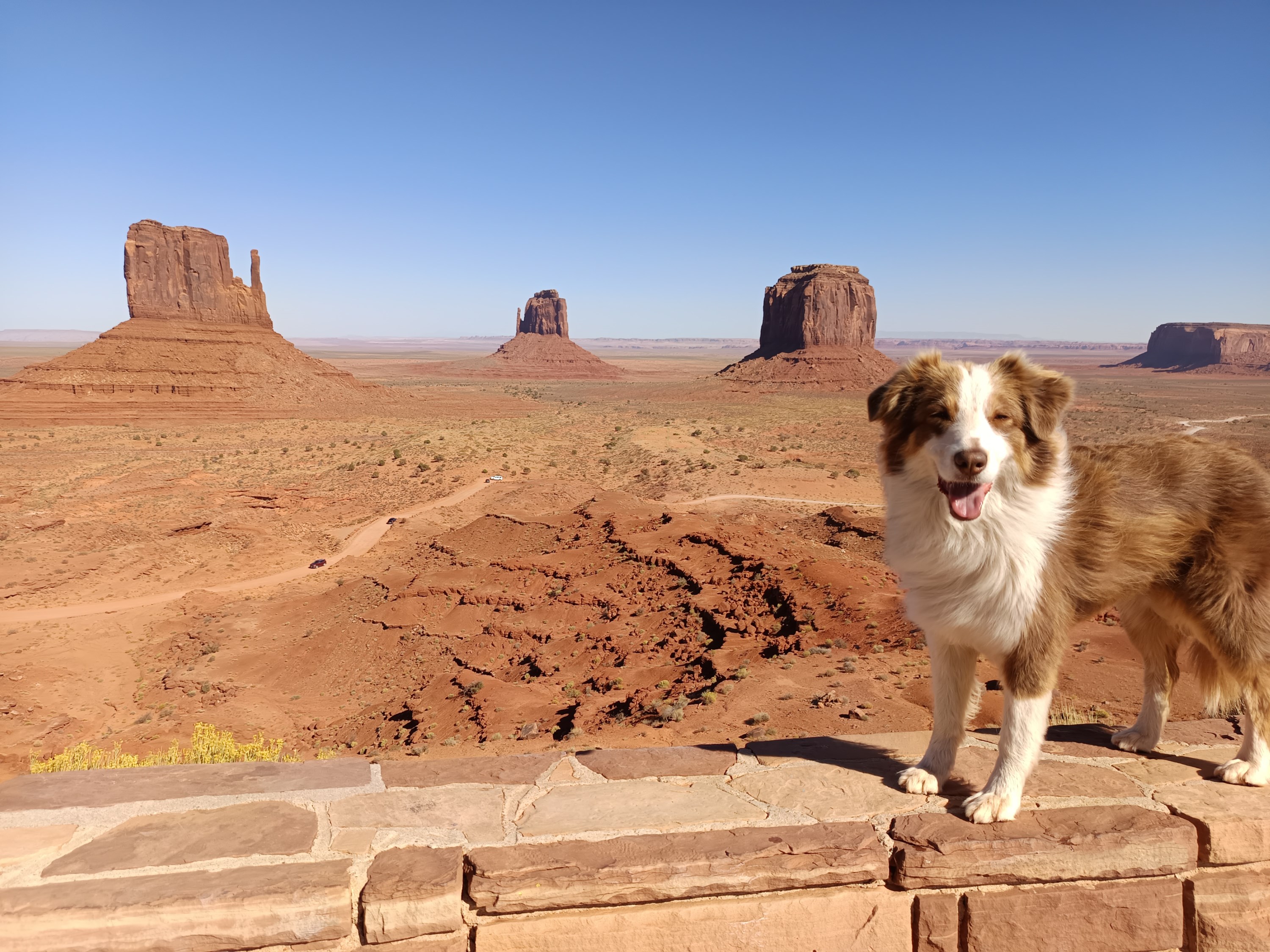 Voyager en Amérique du Nord avec son chien