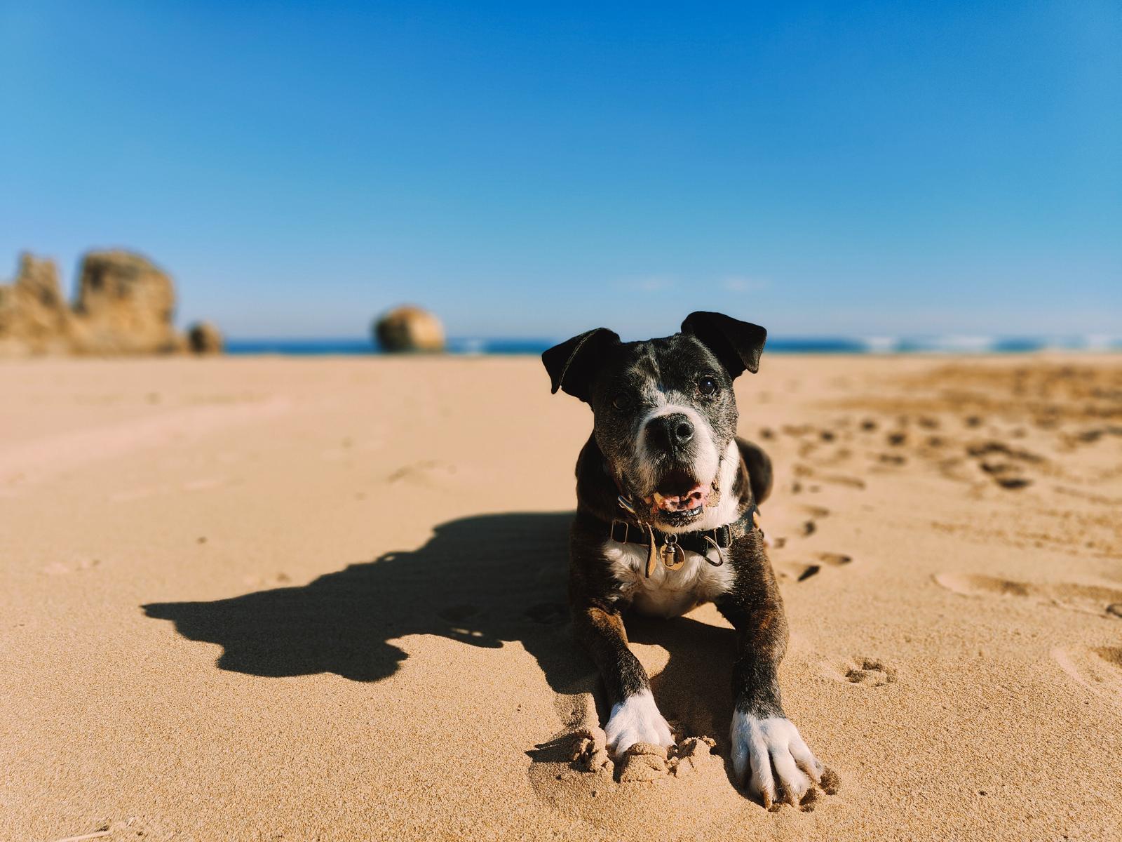Partir en Australie avec son chien