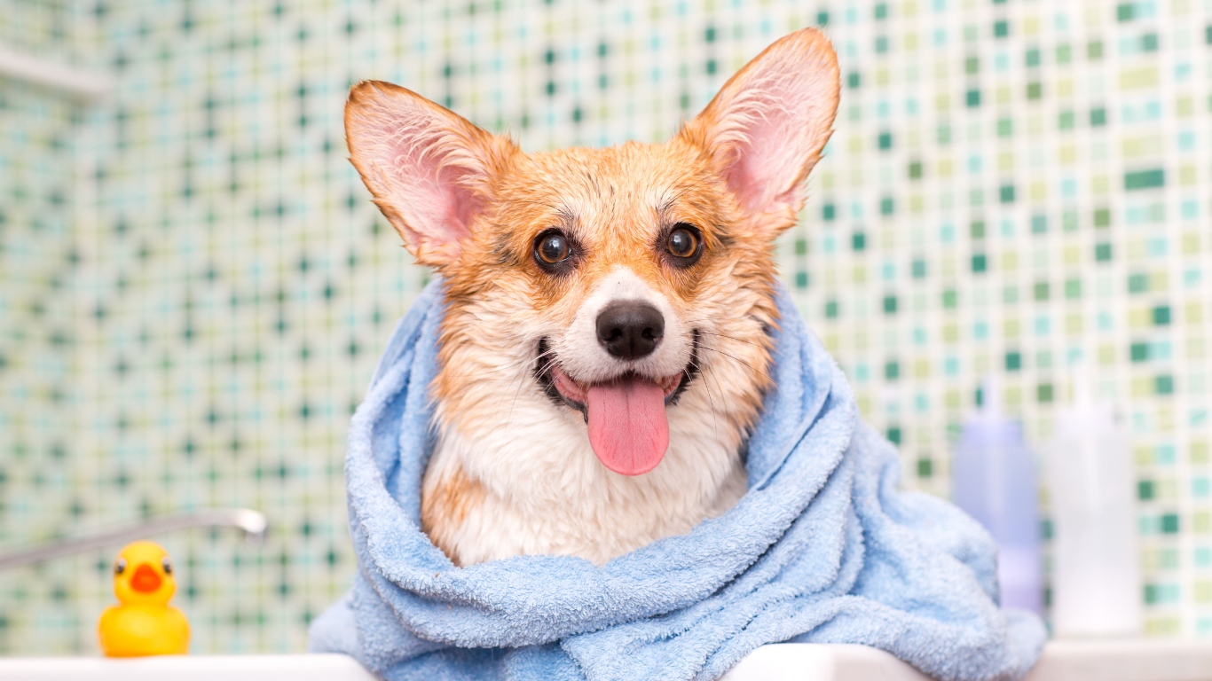 Où laver votre chien en vacances ?
