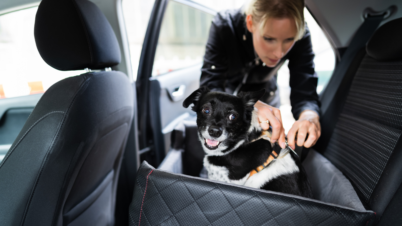 Préparer son chien pour un long trajet en voiture