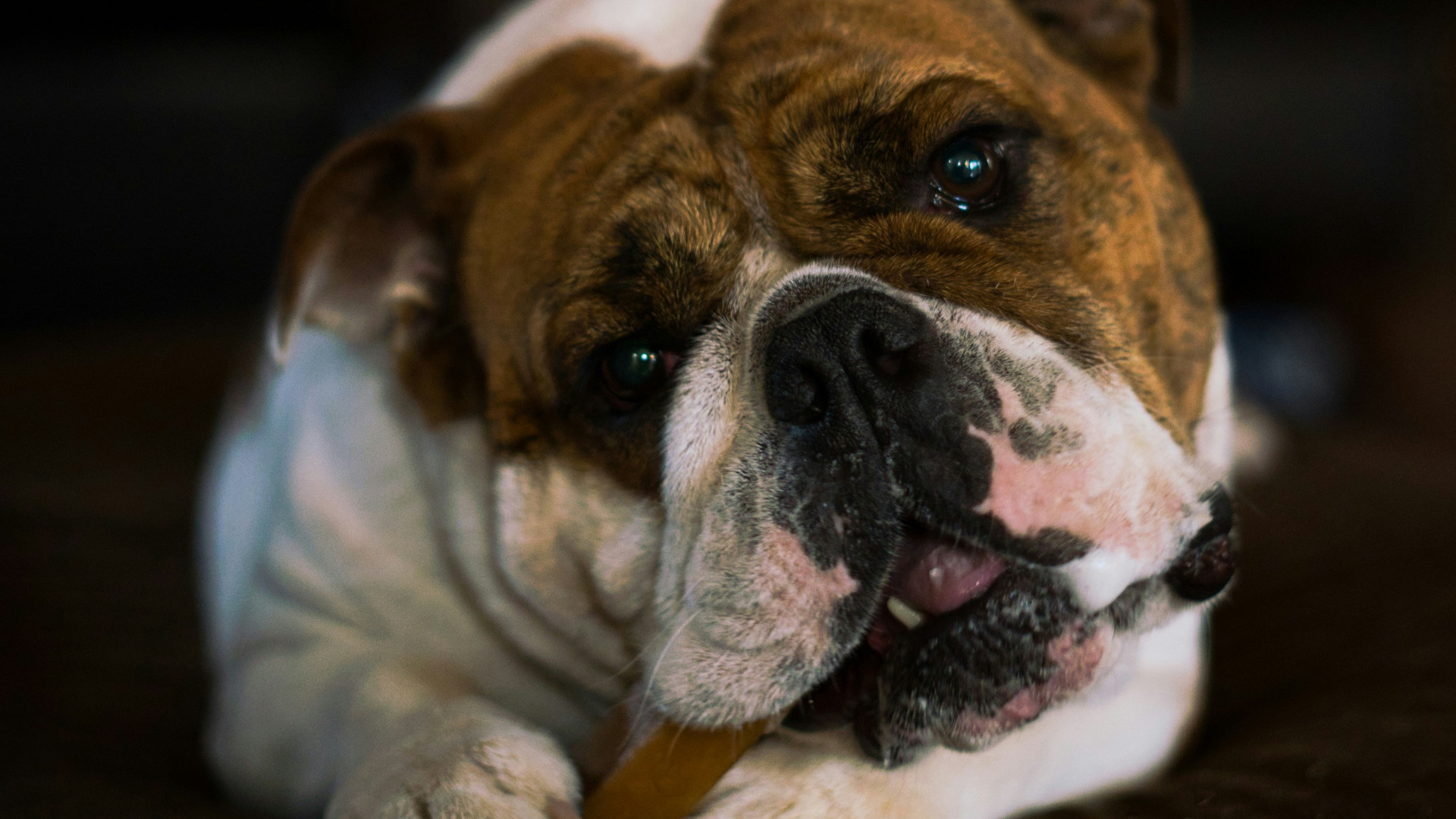 Fromage de yak pour chien : la friandise qui chouchoute le bien-être physique et mental