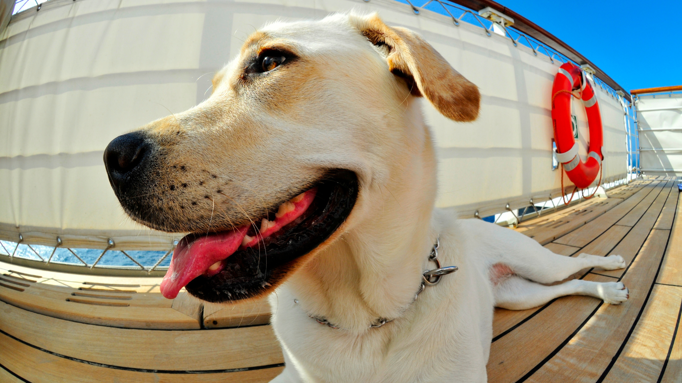 Partir en croisière avec son chien