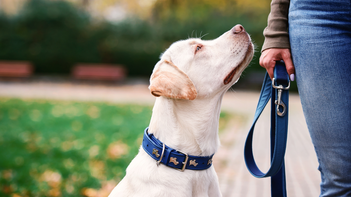 Comment choisir la laisse idéale pour votre chien ?