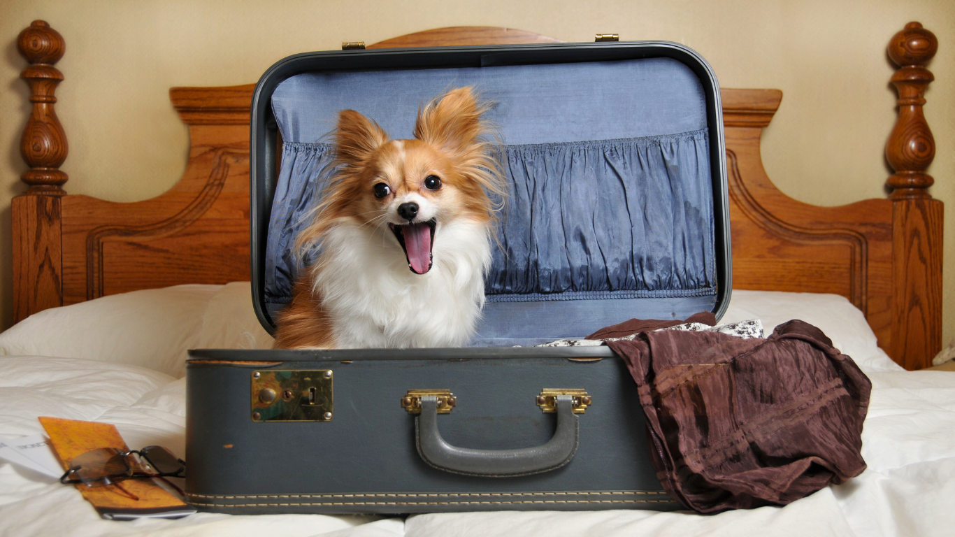 Quelles astuces pour voyager avec son chien ?
